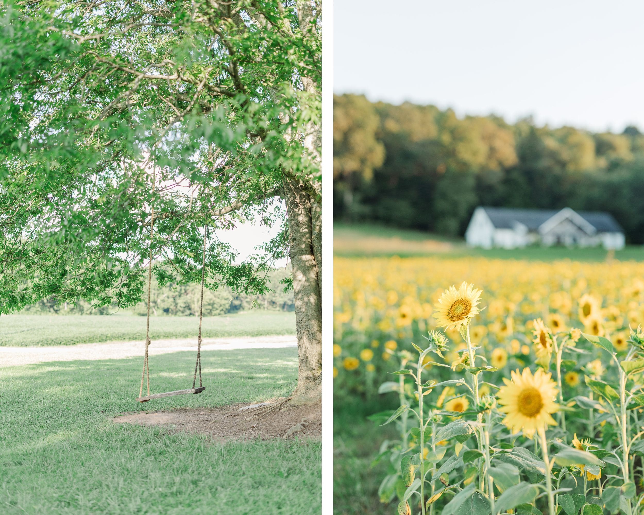 Steenbergen Flower Farm in southern Kentucky, shot by Jordan Z Photography.