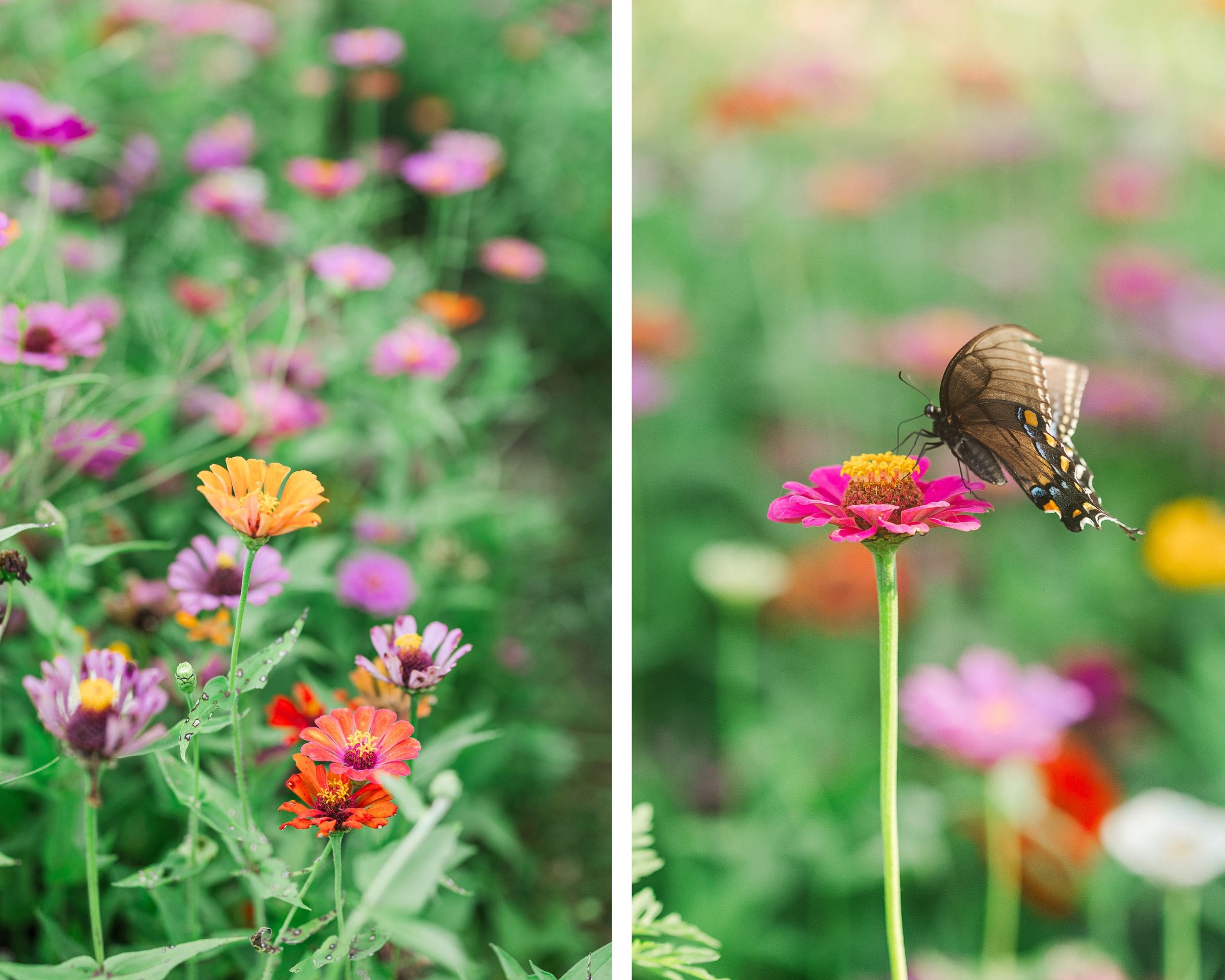Steenbergen Flower Farm in southern Kentucky, shot by Jordan Z Photography.
